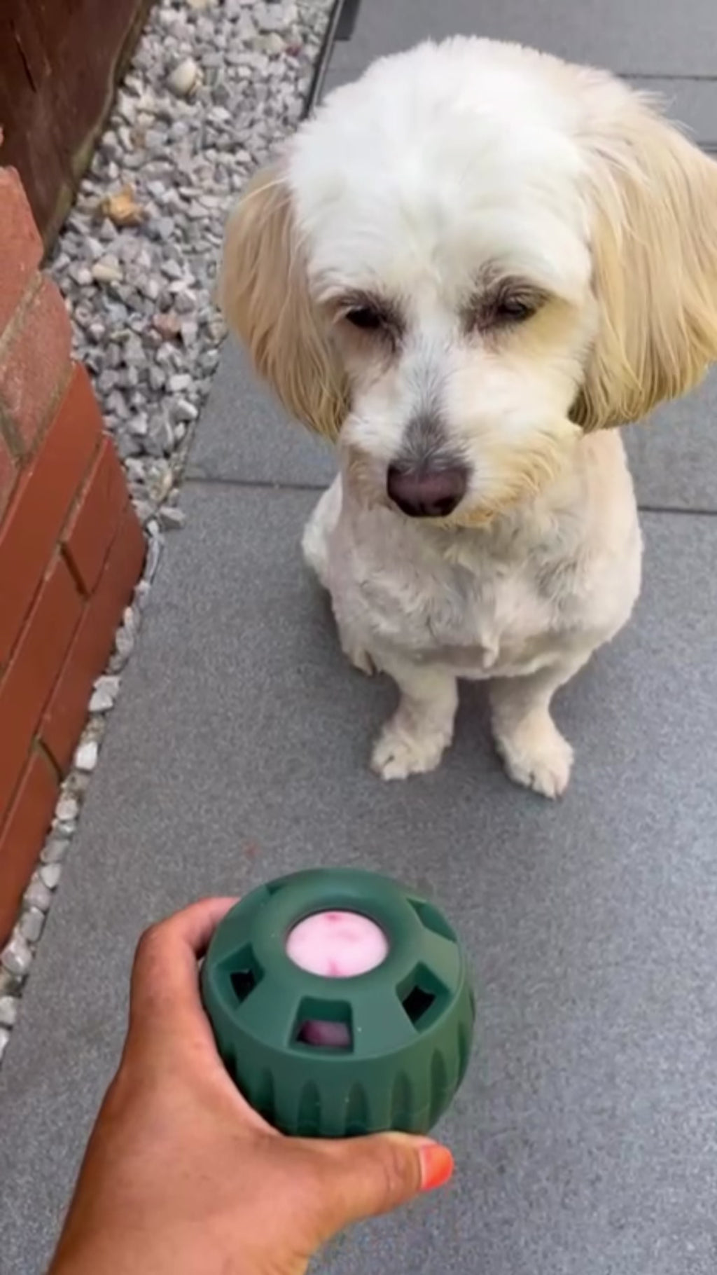 PawsAdores LickiLoop Enrichment Toy